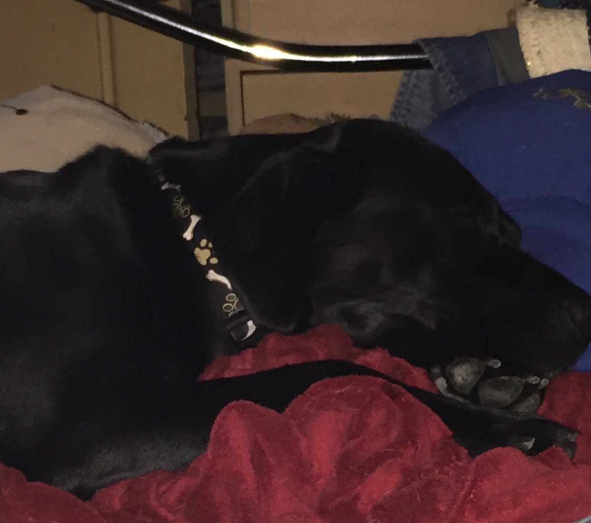 cazm4's tweet photo. Saturday night chilling with my buddies💙💙 #sleepydogs #cosydogs #dogsoftwitter #itsadogslife #ILoveMyDogs #family https://t.co/3ugUbv8Mfx