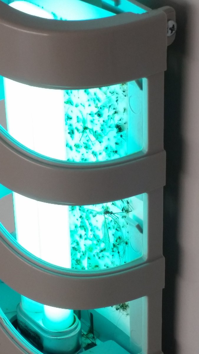 styletrap1's tweet photo. Mosquito solutions @styletrap1 #zika #westnile #momlife #mosquitoes #childsaftey #mom's #Dad #green https://t.co/yemSIPjlax