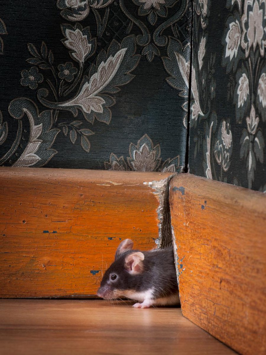 PSInsurance's tweet photo. 15 #Home Issues You Shouldn’t Ignore: Critters -- https://t.co/84CDetnTob @hgtv https://t.co/RKyxylVcZP