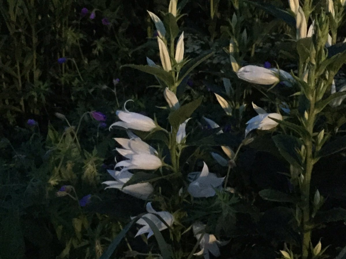 KateGouldGarden's tweet photo. Moonlight & pale colours in the garden #moonlight #rosa #campanula #aruncus https://t.co/gJ6rh7LlNV