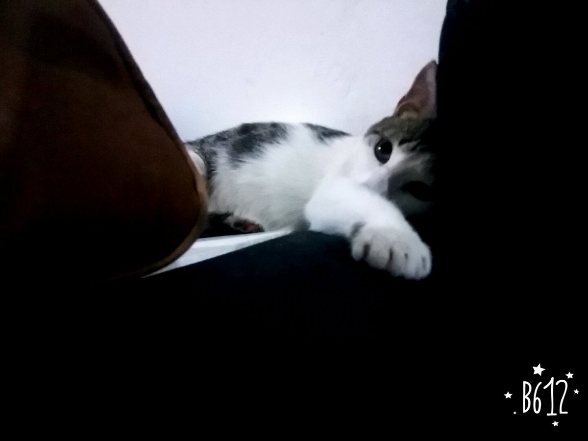 card_espinosa's tweet photo. 😼Mi hermoso compañero haciéndose el serio😼 https://t.co/LT7nmL100z
