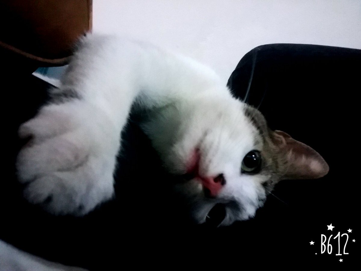 card_espinosa's tweet photo. 😼Mi hermoso compañero haciéndose el serio😼 https://t.co/LT7nmL100z