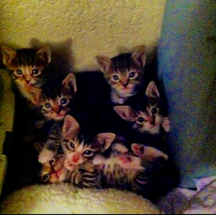 pulseanimals's tweet photo. I too am a wizard of kitten photography...not really but wanted to show off these babies. https://t.co/jzf1g9cPYj