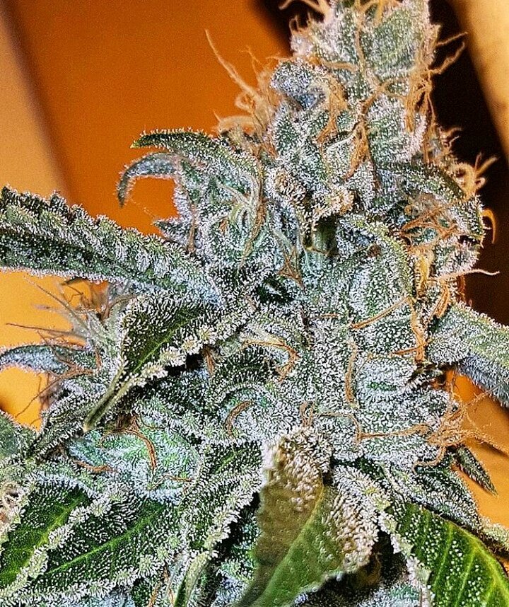 #GammaKush by #EthosGenetics