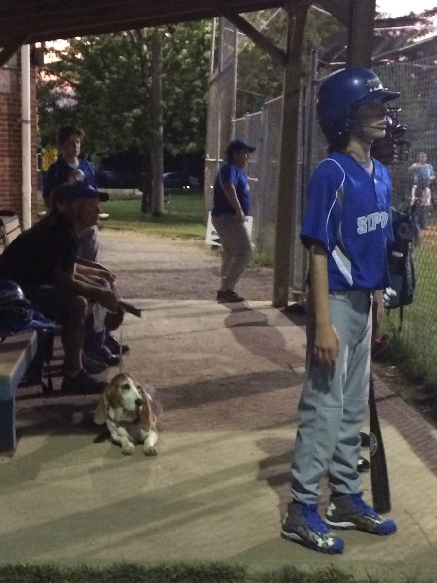 andybankertv's tweet image. DogDays! Bassett in opponents dugout! Love it! KTVI Fox 2 @Fox2Now #stlsummer