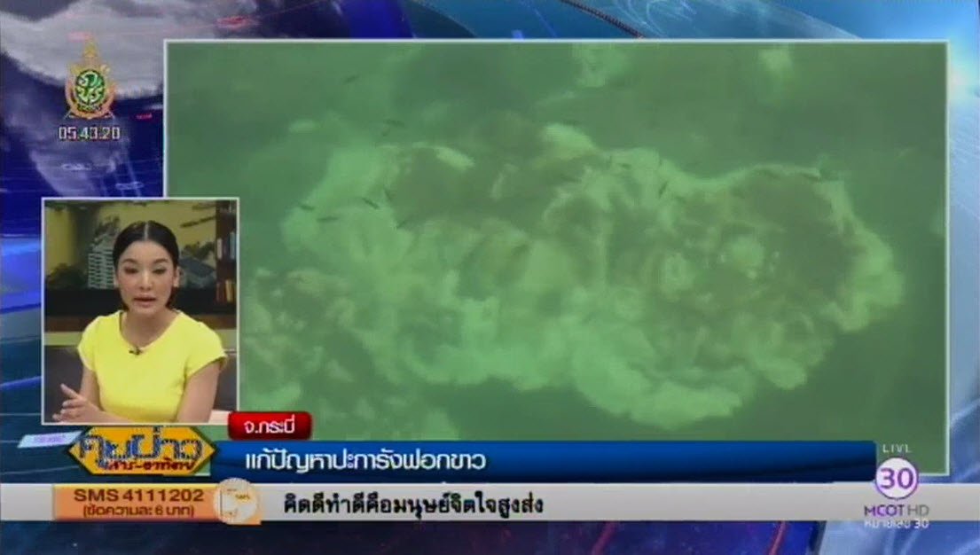 TNAMCOT's tweet photo. ทีมนักวิจัยเริ่มทดลองใช้ #SuperAlgae เติมสาหร่ายฟื้นปะการังฟอกขาวในทะเลกระบี่ครั้งแรกของโลก►https://t.co/mIS4OgdT9w https://t.co/8YGNrZdxHd