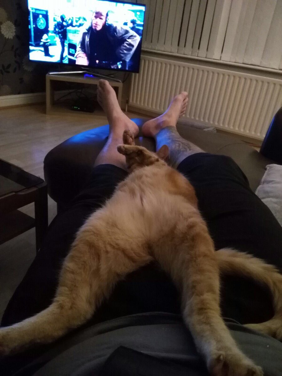 lornacr's tweet photo. Happy #caturday from #westyorkshire #gingertom https://t.co/C1g9AWQHof