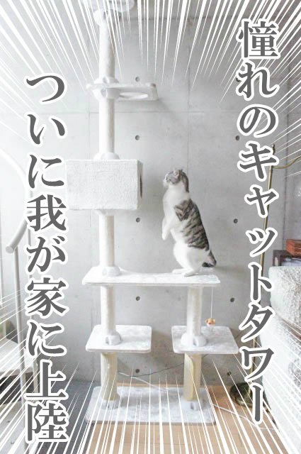 (　･ω･)<憧れのキャットタワー、ついに我が家に上陸…！実際に使ってみましたー！猫たち、大はしゃぎです。
 