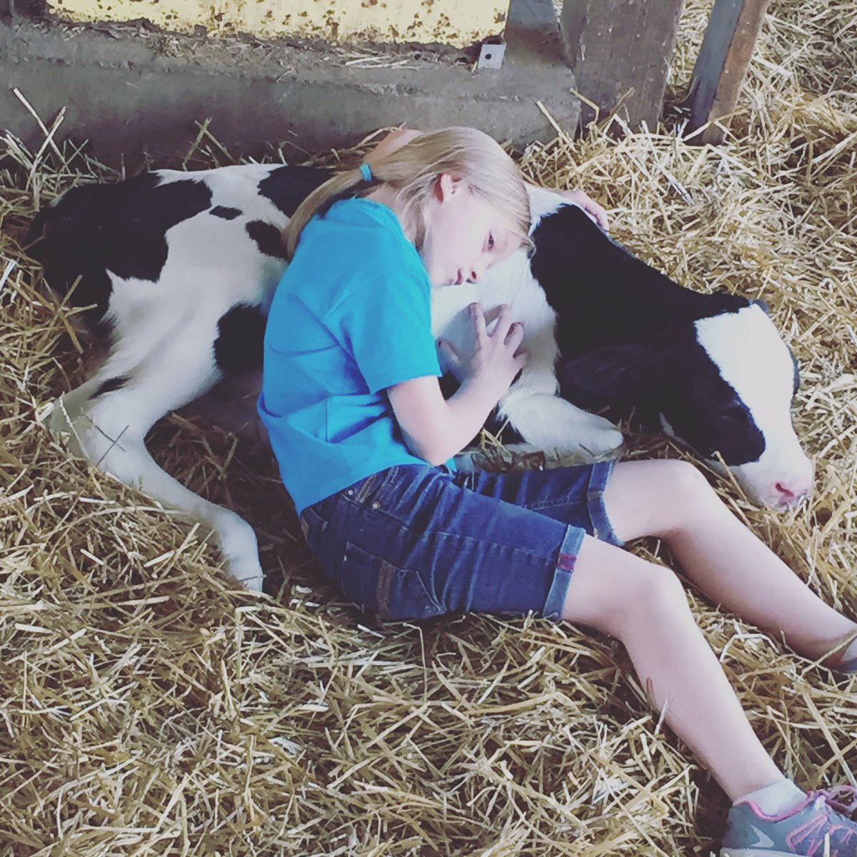 INDairyTrail's tweet photo. That's a wrap! Kids and calves are all tuckered out. Come see us next weekend! https://t.co/YP1QHTSPkv