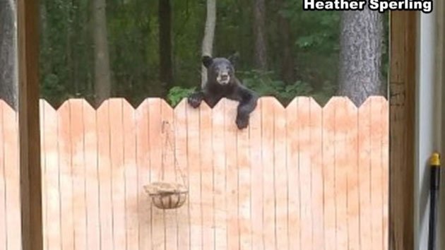 Hungry Bear Snatches Peanuts from Virginia Family -  abc1230news.1230thefan.com/2016/06/18/hun…