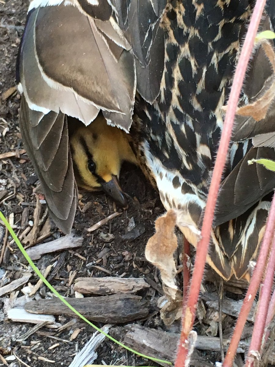 Millie is a momma duck!!!!!