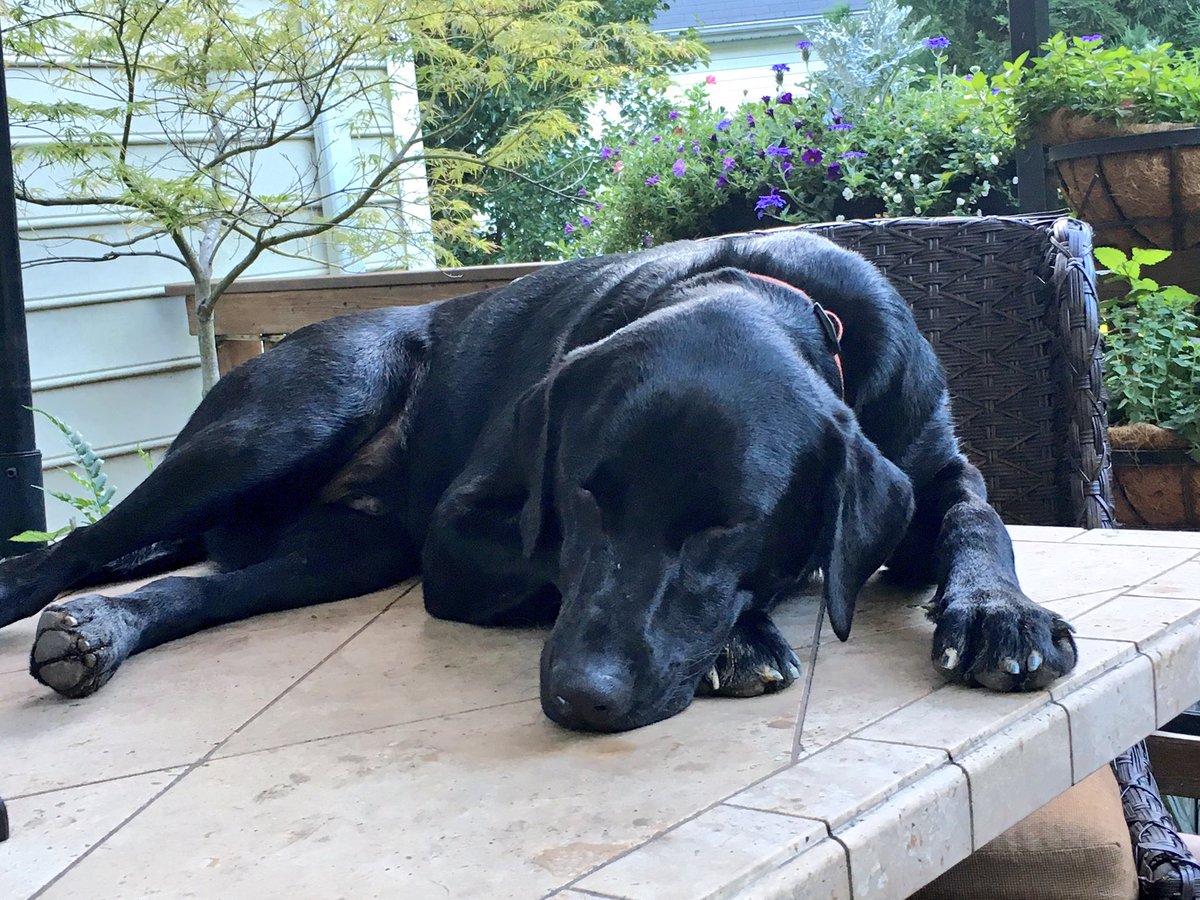 BoscoBadDog's tweet photo. A hard day of zomb patrol has worn this big dog out πΎ. No zombs infiltrated the area. Success! #ZSHQ #TableNap https://t.co/fRzTpPRTXI