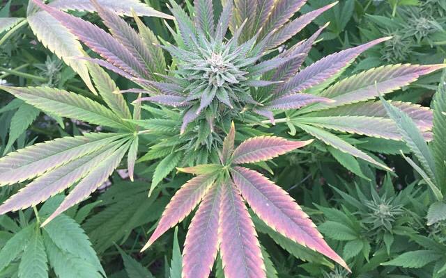 OurStonerNation's tweet photo. It's a beautiful plant. https://t.co/FnO7LAokA5