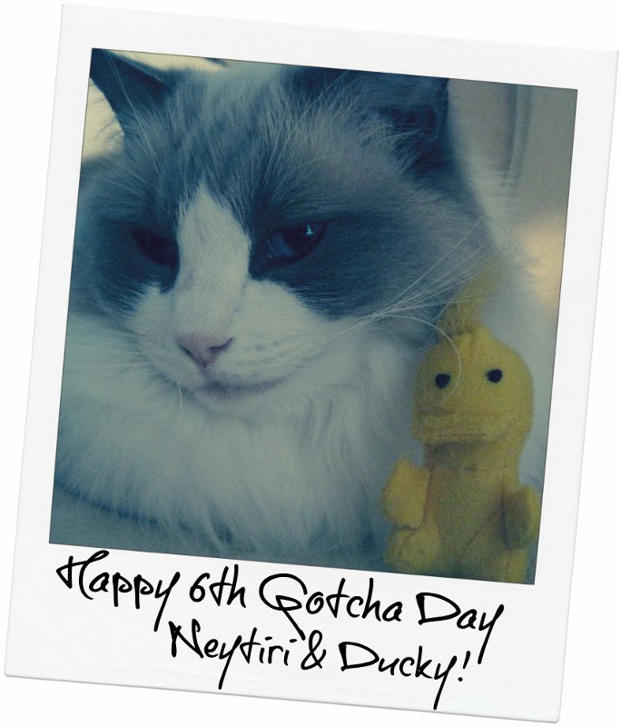 It's Neytiri's Gotcha Day...check out what happened: bit.ly/1SbEL5z #cats #Caturday #ragdollcats #ragdolls