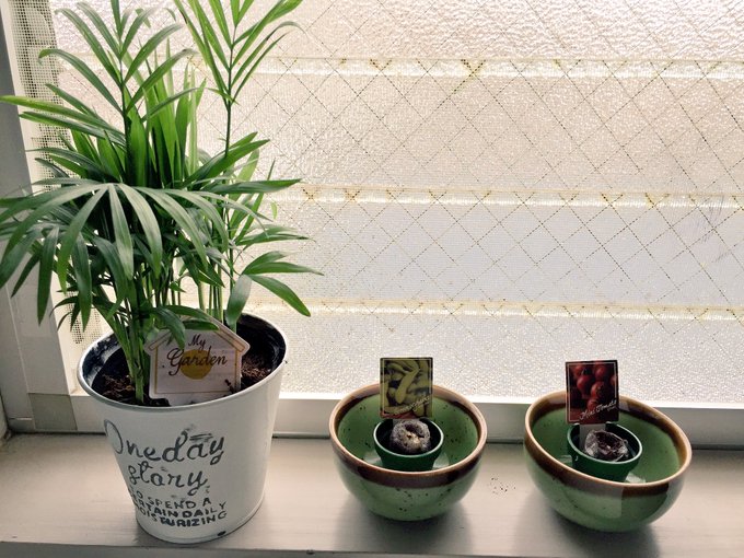 テーブルヤシのtwitterイラスト検索結果 古い順