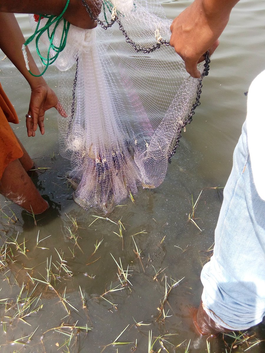 Sampling petani vanname monkeulayu
<a href="/bpsdmpkp/">BPSDMPKP</a> @PPBPUSLUHDAYAKP @pusluhdayakp <a href="/kkpgoid/">KKP RI</a>