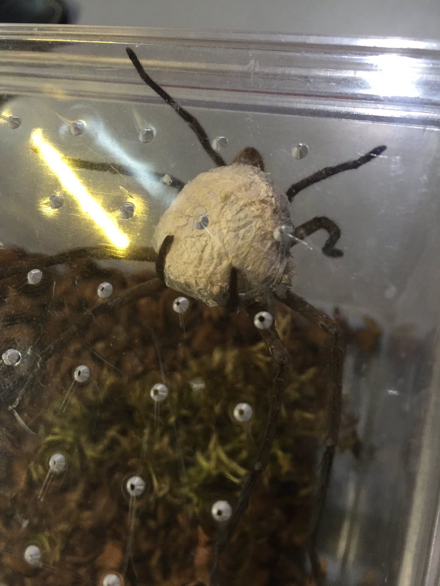 トロピカル ジェム手稲本店 Bigレプ Twitterissa アシダカ軍曹の赤ちゃんが卵嚢から出てきました なお 蜘蛛 の子を散らす という表現は アシダカグモの赤ちゃんが走ることを言うんです T Co Pq3xyucrmi Twitter トロピカル ジェム手稲本店 Bigレプ Twitterissa アシダカ軍曹の赤ちゃんが卵嚢から出てきました なお 蜘蛛 の子を散らす という表現は アシダカグモの赤ちゃんが走ることを言うんです T Co Pq3xyucrmi Twitter