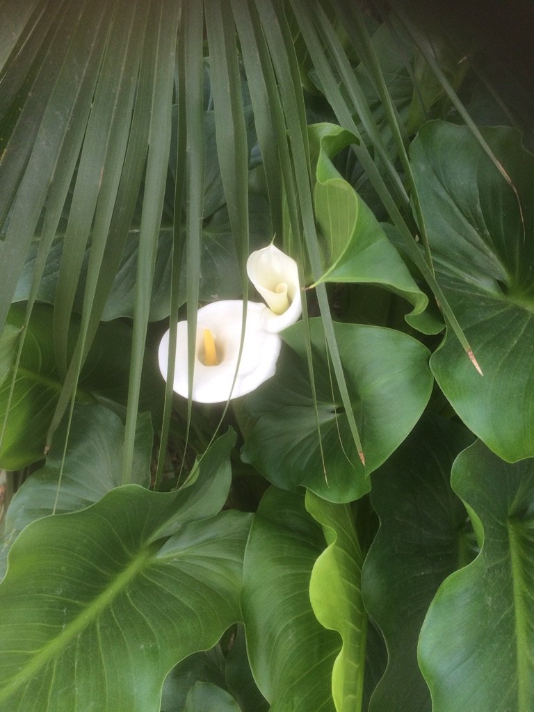 Join us! Tender Mercies - 5-Day Women's Retreat in California, July 8-13 goo.gl/FxMRnc #Retreat