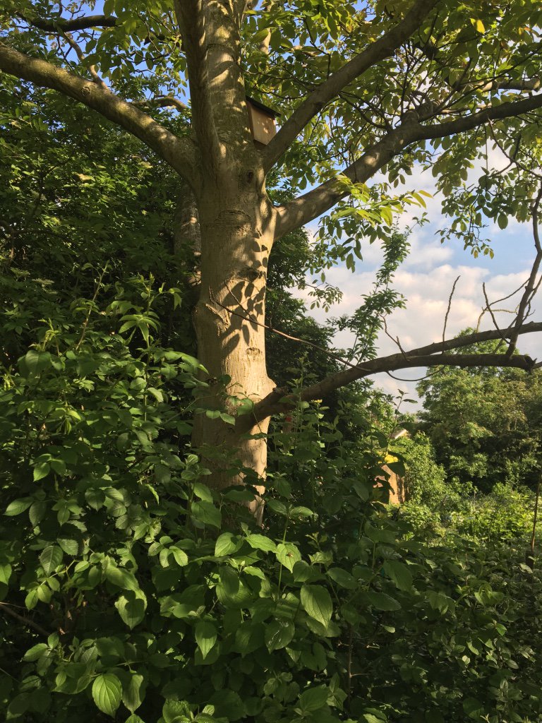 jcniala's tweet photo. 5: Across the main path, see the walnut tree? Any squirrels...#OGSW2016 #remixedborders @poetryschool @OpenSquares https://t.co/sPnG7nVW1n