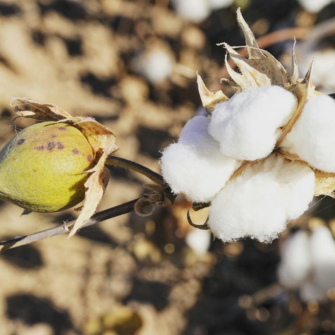 jeantexsa's tweet photo. Del Algodón al hilo, del hilo al tejido, del tejido a tus prendas de vestir. La sinfonía textil... @COTTONUSAco https://t.co/7pXdyj6QJ4