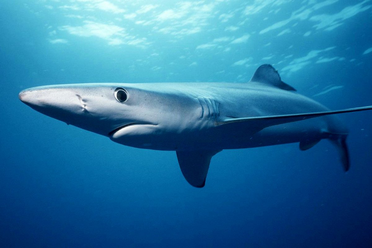 9 Critically Endangered Sharks Worth loving. ow.ly/knrp300Pyw4