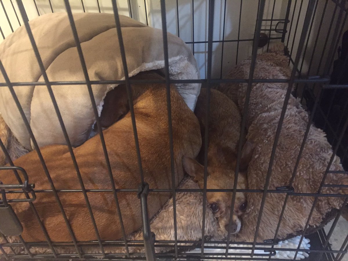 KatyMarie_2016's tweet photo. My dogs are my world ❤️ https://t.co/eO5bdcQekn