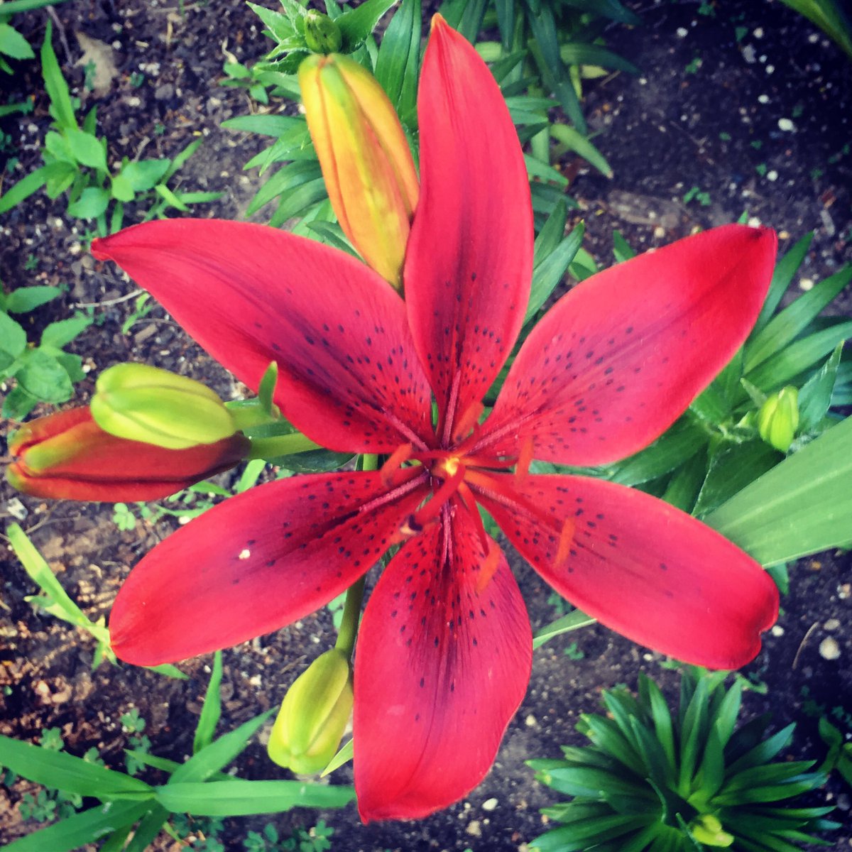 spookylindy's tweet photo. Love my Blackout Lilies!! #lily #flowers https://t.co/OzLVCMckWR