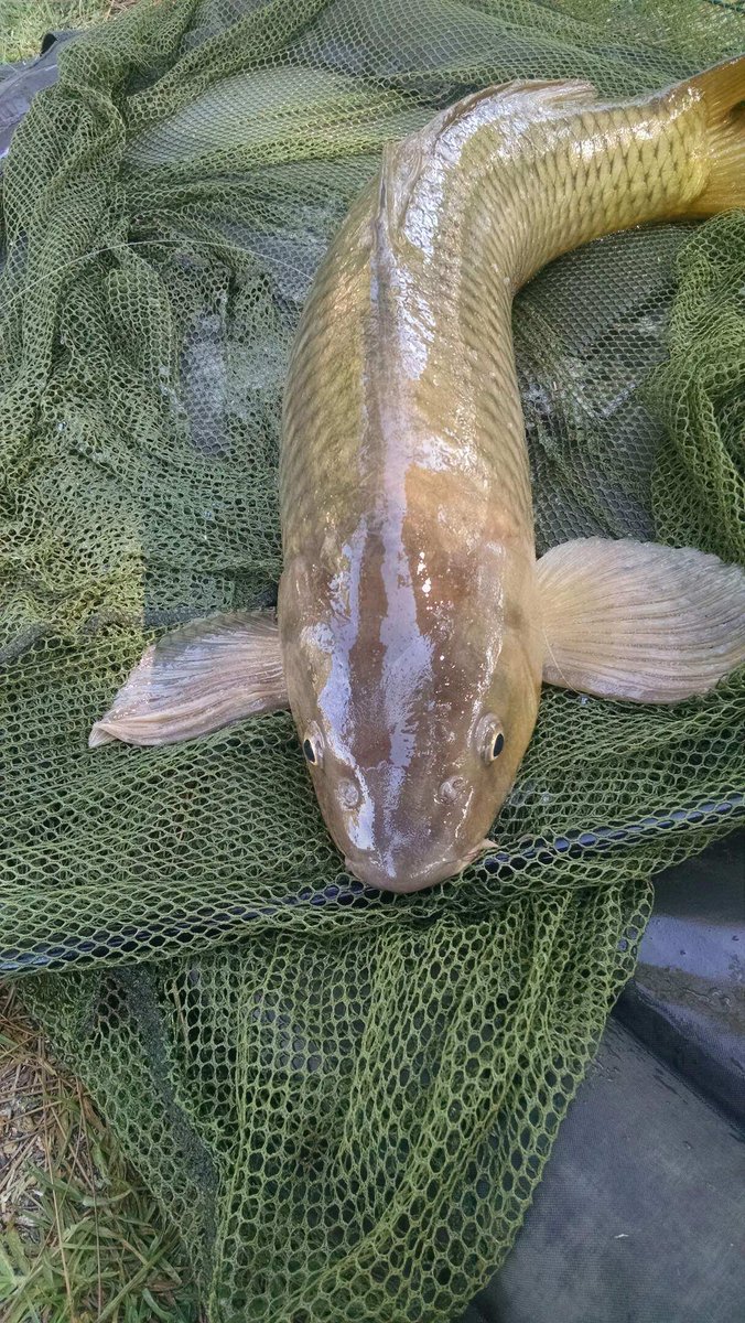 ibcatchin1's tweet photo. First carp from small local pond in Long Beach ,California #carppro https://t.co/8mKUseb1qS