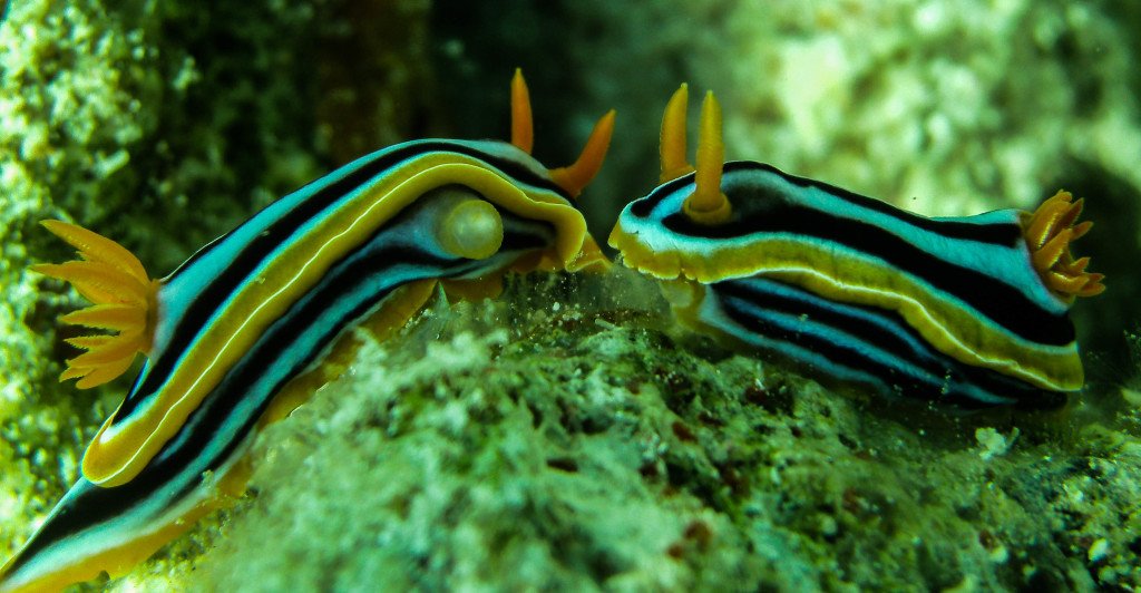 Best Diving in the World: The Top 100 Sites ow.ly/C13R300Py0D