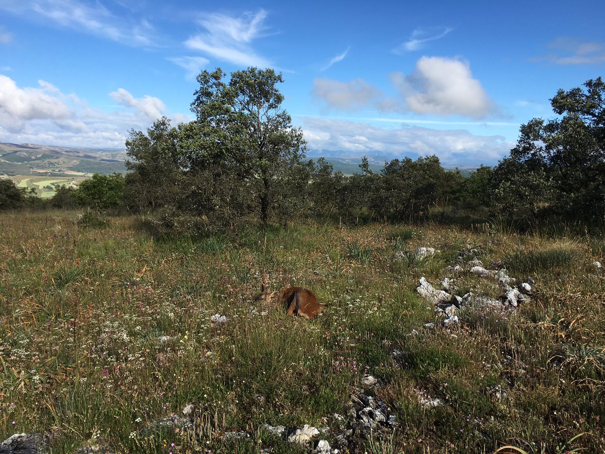 Recechando despacito se les puede sorprender sesteando a las 10 de la mañana