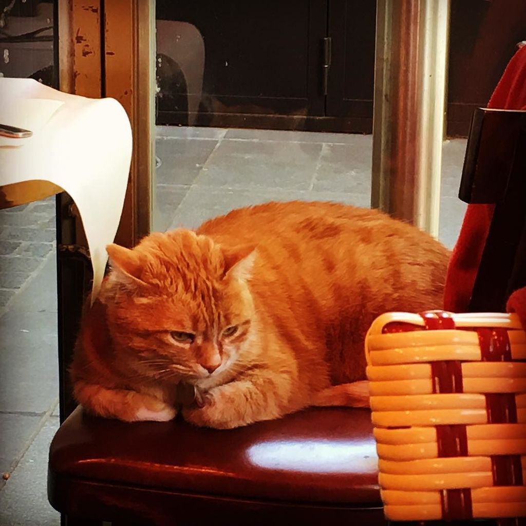 MONDIMOfr's tweet photo. Lazy cat at French cafe #mondimo #sundaybrunch https://t.co/9CVTLbuPBO