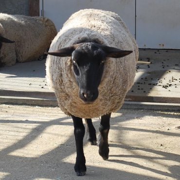 羊齧協会 公式 顔の黒い羊さん サフォークの鳴き声が聞けます メェェェェ 福岡市動物園の動物紹介サイトからどうぞ T Co 9xsfdtvn0i 福岡市動物園 鳴き声 羊 T Co 9jtnpdncow Twitter