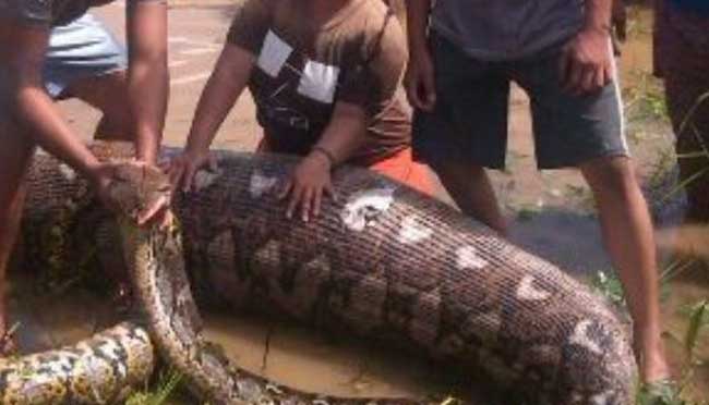 BudyJuwono's tweet image. ow.ly/YpTx301p9lr Tebar Teror, Ular Piton Sepanjang 7 Meter Ditangkap #kalimantan #berita #ularpiton