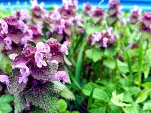 RealLeafMother's tweet photo. Catnip, The Cat Attractant - https://t.co/TudZTVjr8z
#Catnip https://t.co/yjSHAgpsWx