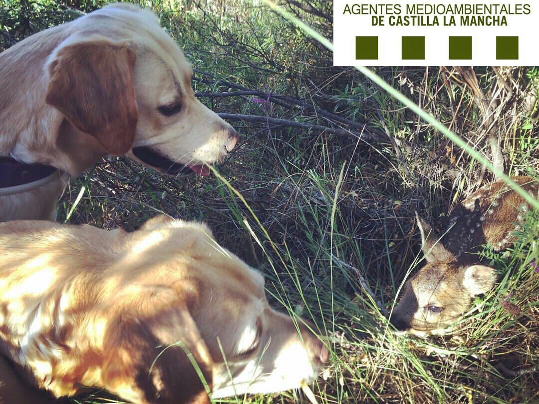 🚔🌳Asoc. Agentes Medioambientales CLM tweet media