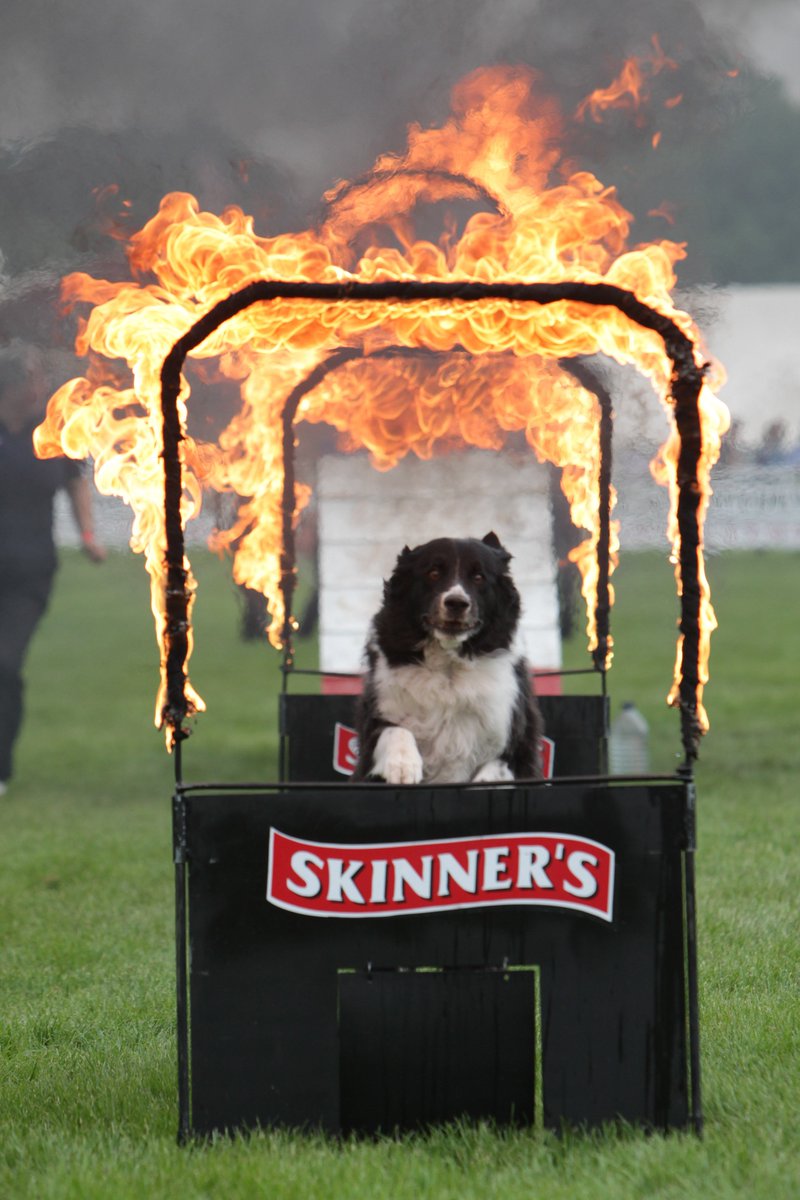 MalvernShows's tweet photo. Head on over to the @ListersGroup Main Arena for a fantastic show from @PFTDogDisplay team #Royal3Counties https://t.co/KuTWsMQ0R2