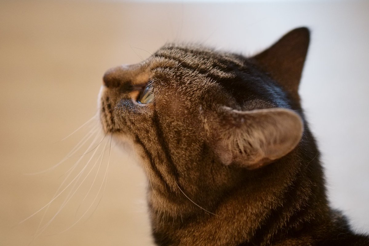 MethodistCat's tweet image. We're sad to announce the passing of our much loved friend, companion and wise cat. 2001-2016. RIP.