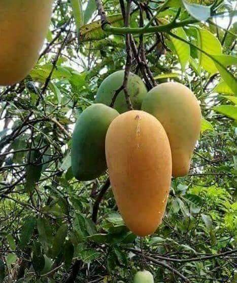 ___Khoso's tweet photo. آم كا مؤسم 
@shamsmemon123 
@sakina7214 
@A_ProudCivilian 
@sariyarana 
@RomaMatto 
@benazeernoor 
@Salmankhan_00 https://t.co/821Pj6z4xx