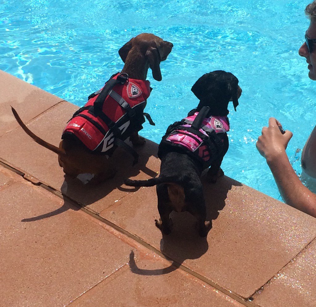Maisiesausage's tweet image. @EzyDogUK Chillin by the pool safe in our life jackets #happyholiday #safe #poolsafe #comfy