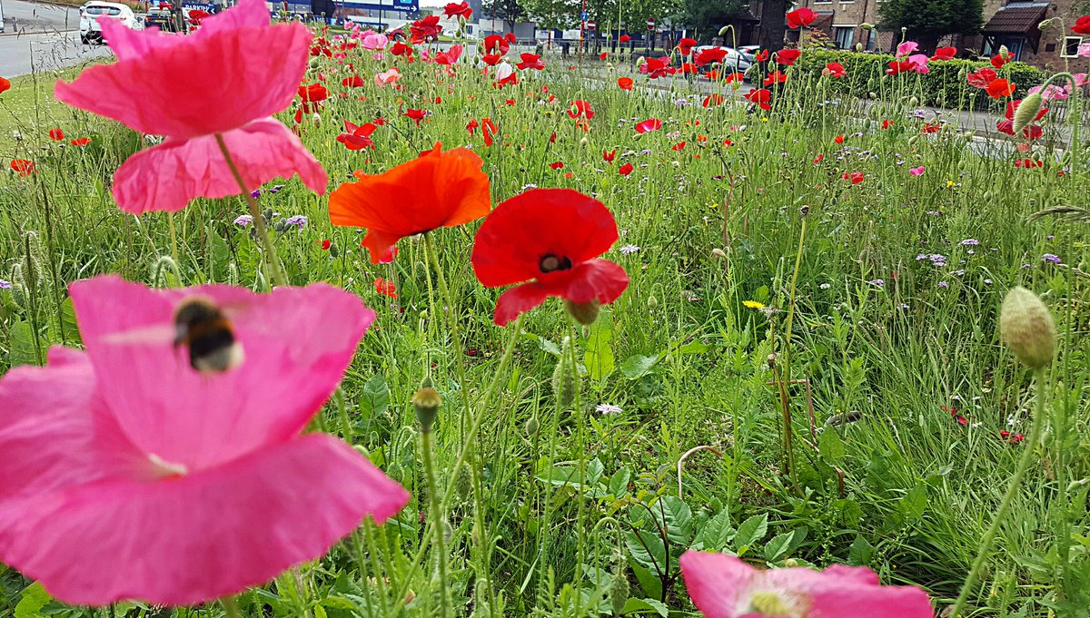 christophhowell's tweet image. Whoever's responsible for the wildflowers clothing the central reservations around Longbridge...  Fantastic work!