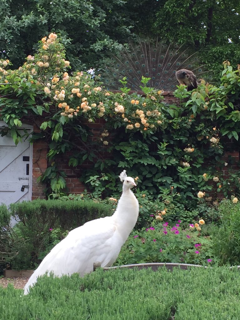 Sitting Pretty tweet media