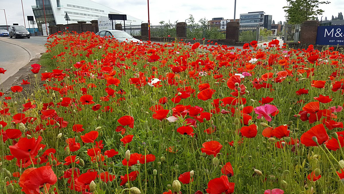 christophhowell's tweet image. Whoever's responsible for the wildflowers clothing the central reservations around Longbridge...  Fantastic work!