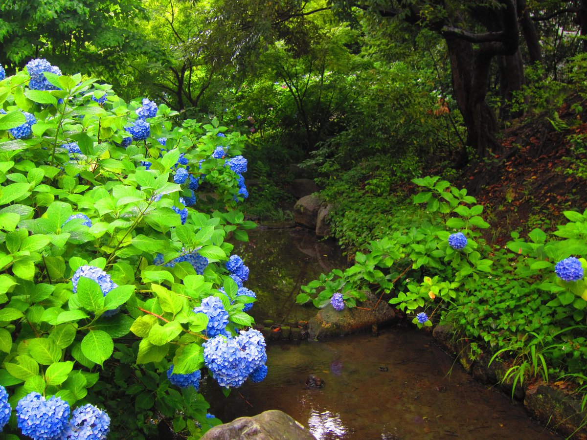 鶴久丸 桔梗紋といえば明智光秀ですが智積院の桔梗紋は加藤清正由来 のようです なんでも祥雲寺 智積院の前身 の普請を行った清正の功績を称える意味で使われるようになったとか 境内の桔梗も間もなく見頃を迎えそうです