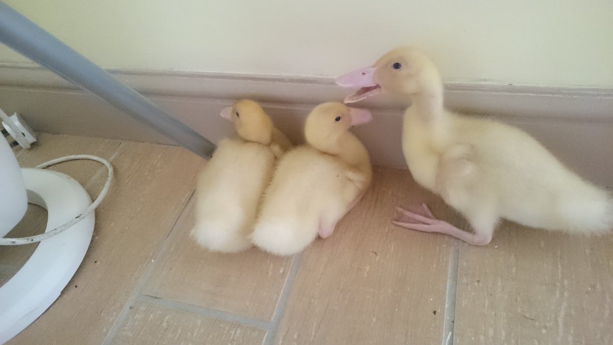 simonsheppardpk's tweet photo. So we have new pets until we find them a new home #ducks #wtf #idontevenknow https://t.co/YRiu5SsDtN