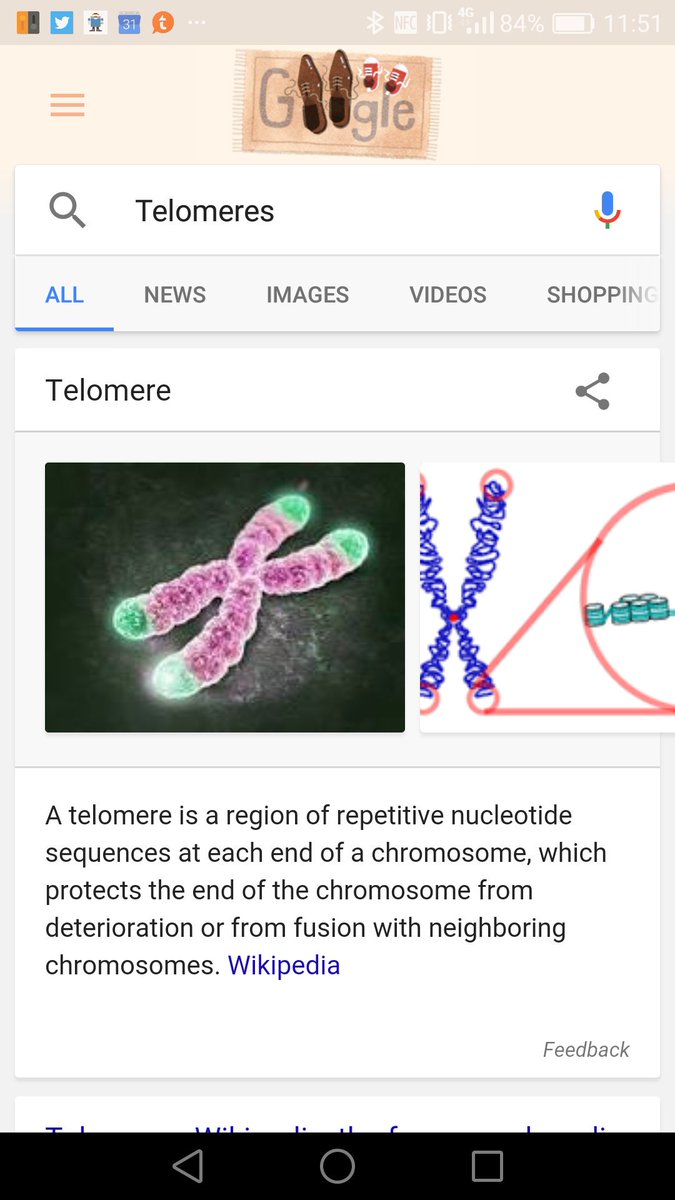 LiftingLean's tweet image. For everyone wondering wtf telomeres are. In short (no pun intended), they're pretty important.