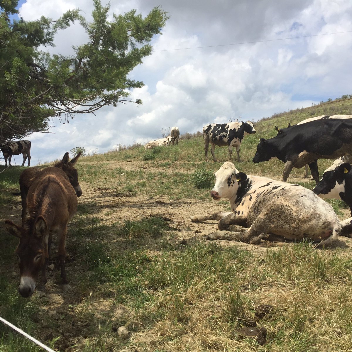 gustabruzzo_it's tweet image. Buongiorno @Mammadovemiport bellissima giornata al caseificio Santa Caterina #chese #formaggio