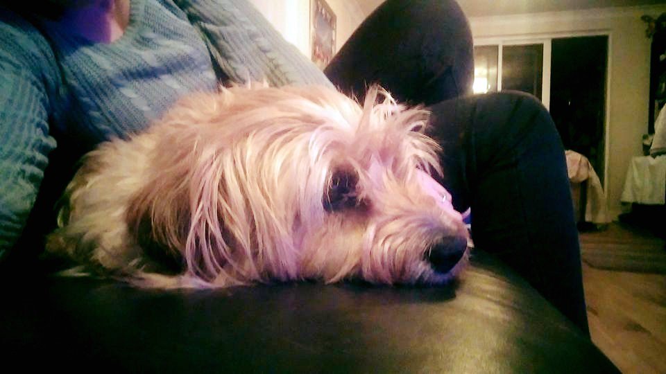 DogsofDub's tweet image. Our Freddie was intentionally poisoned with Rat Poison yesterday in Dundrum/Goatstown Pls RT facebook.com/lydia.obyrne/p…