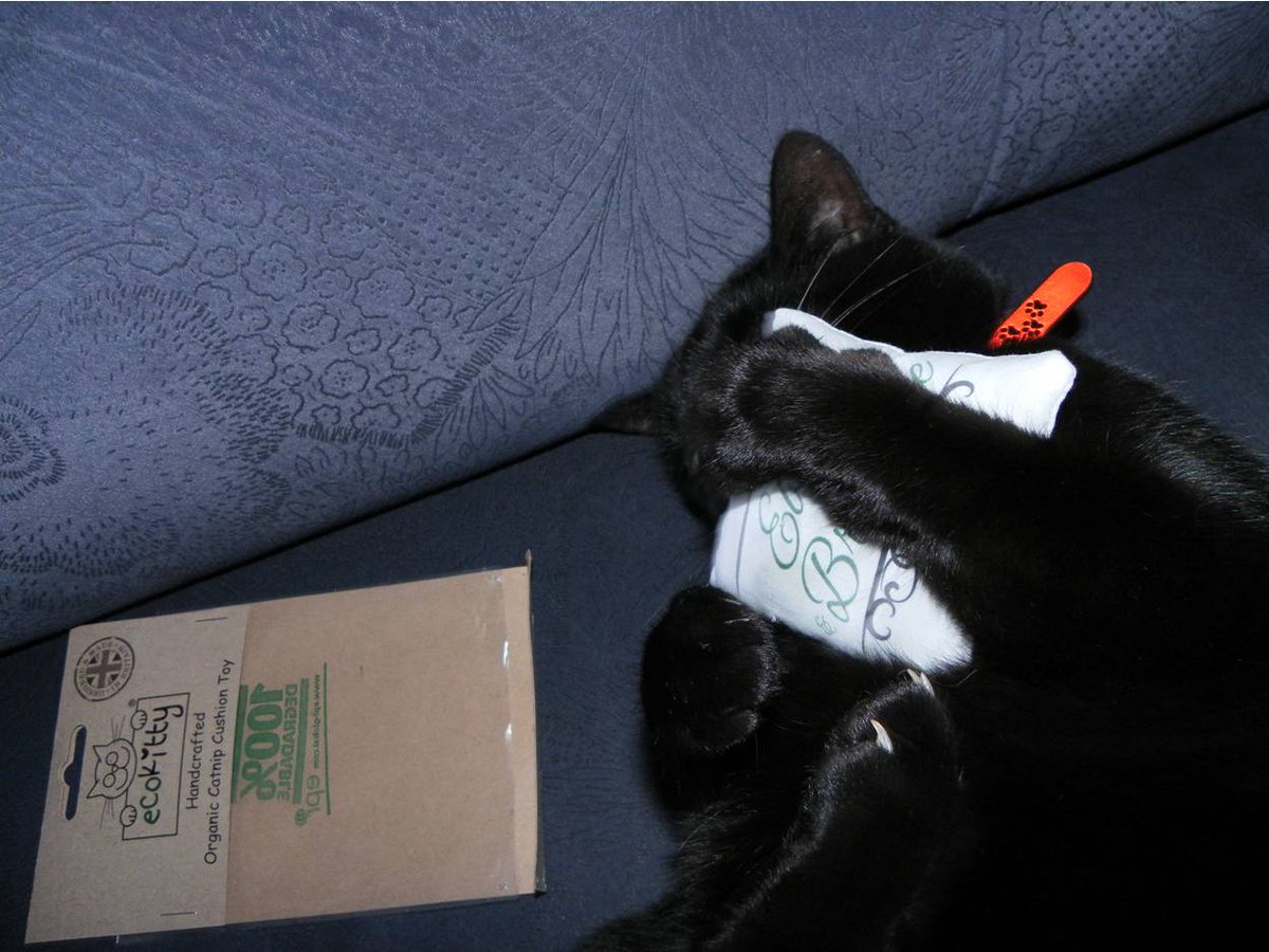 SimonLowe11's tweet photo. Ebony with @EcoKittyUK catnip cushion https://t.co/rYk1gDeEwA