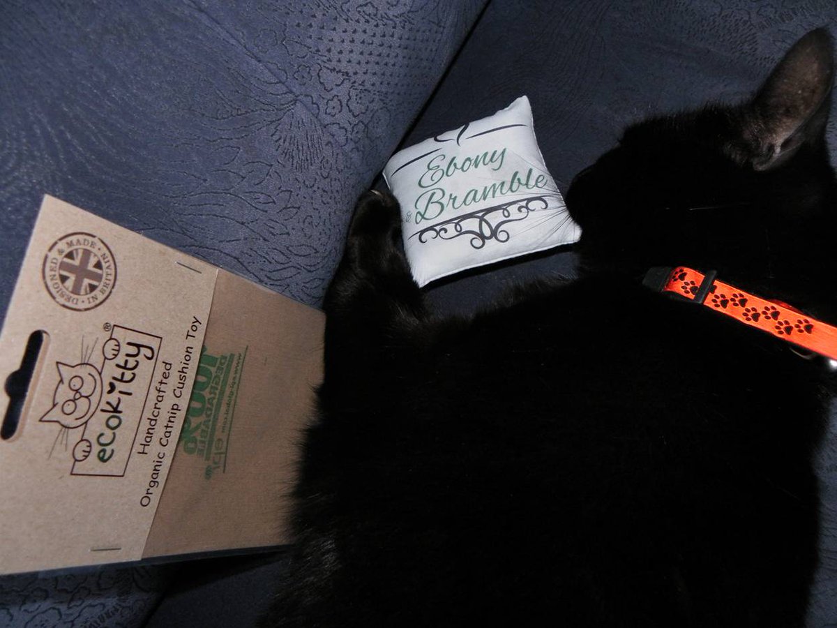 SimonLowe11's tweet photo. Ebony with @EcoKittyUK catnip cushion https://t.co/rYk1gDeEwA