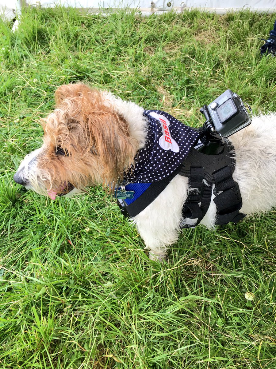 jo_lloyd's tweet photo. A rainy afternoon but #BasilDog loved it .. Filming on his #GoPro @GoProUK #DogFest @SmoothNorthWest https://t.co/4MiuoJgbRq